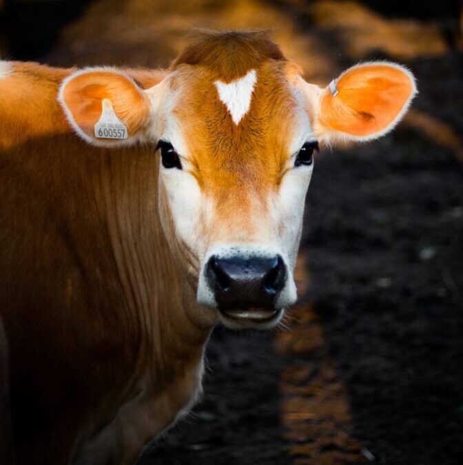 cow